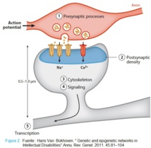 Vías de señalización implicadas en la discapacidad intelectual. Fuente: Annual Review of Genetics. Vías de señalización implicadas en la discapacidad intelectual. Fuente: Annual Review of Genetics.