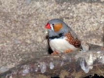 Diamante cebra de Timor. Imagen: Luis Miguel Bugallo. Fuente: Wikipedia. Diamante cebra de Timor. Imagen: Luis Miguel Bugallo. Fuente: Wikipedia.