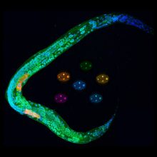 Larva y embriones de ‘Caenorhabditis elegans’. En la larva se aprecia que MEL-28/ELYS (verde) se localiza en la envoltura nuclear que rodea la cromatina (azul) de todas las células. Fuente: CSIC Larva y embriones de ‘Caenorhabditis elegans’. En la larva se aprecia que MEL-28/ELYS (verde) se localiza en la envoltura nuclear que rodea la cromatina (azul) de todas las células. Fuente: CSIC