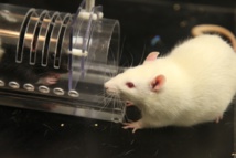 Una rata, liberando a otra. Fuente: Universidad de Chicago.
