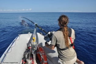 Seguimiento de los cachalotes en las Azores. Imagen: Rui Prieto. Fuente: EurekAlert!