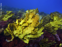 Imagen: Joan Costa. Fuente: CSIC. Imagen: Joan Costa. Fuente: CSIC.