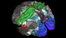La imagen muestra una parcelación de 180 áreas en el córtex  humano en las superficies del hemisferio derecho e izquierdo. Imagen: Matthew F. Glasser, David C. Van Essen. Fuente: Sinc.