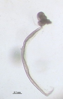 Imagen: Minami Himemiya - Trabajo propio, CC BY-SA 3.0. Fuente: Wikimedia Commons. Imagen: Minami Himemiya - Trabajo propio, CC BY-SA 3.0. Fuente: Wikimedia Commons.