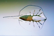 Fuente: Karaghen Hudson and Michael Rosnach Fuente: Karaghen Hudson and Michael Rosnach