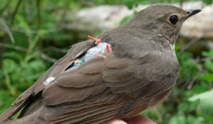 Una de las aves estudiadas, con un geolocalizador en sus alas. Fuente: UBC.