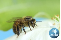 Equipan a 10.000 abejas con micro-chips para descubrir por qué desaparecen