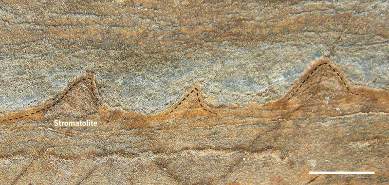 Vista transversal de un fragmento de roca en el que se pueden ver los estromatolitos de forma cónica de 3.700 millones de años de antigüedad.  Imagen: Yuri Amelin. Fuente: SINC.