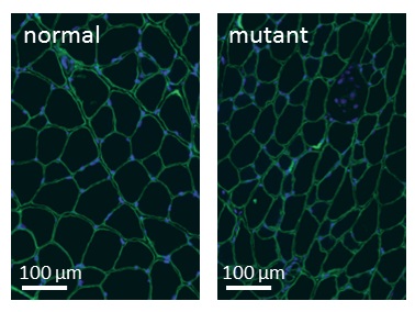 Sección transversar de músculo de ratón. Los ratones mutados tienen fibras musculares (en verde) más grandes. Imagen: François Redelsperger. Fuente: CNRS.