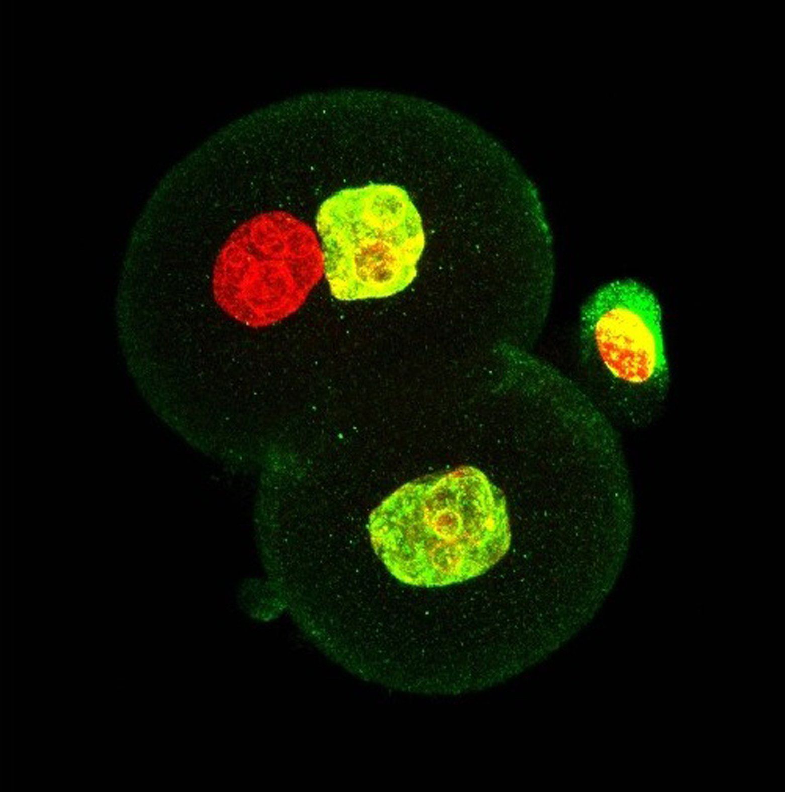 Embrión de dos células creado con el nuevo método. Una contiene sólo ADN materno (en verde), la otra contiene también ADN de esperma (rojo). Fuente: Universidad de Bath.