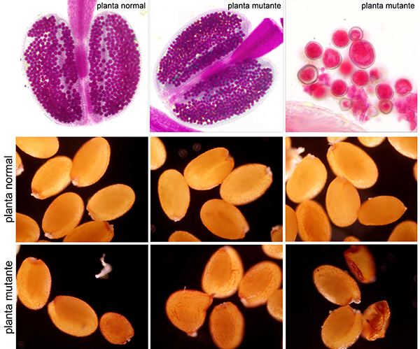 La ausencia de la proteína AGO4 en las plantas mutantes (modificadas) provoca inviabilidad en los granos de polen (los de color azulado), variaciones en su tamaño y alteraciones en las semillas. Imagen: Mónica Pradillo. Fuente: UCM.