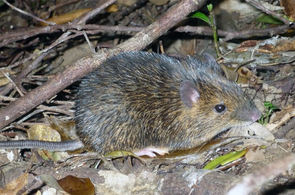 Rata espinosa Amami. Fuente: Universidad de Hokkaido.