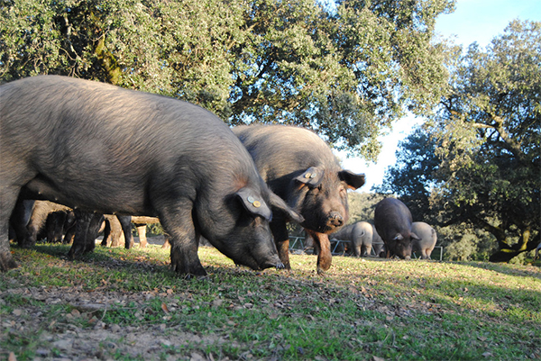 En España se castra a todos los cerdos ibéricos. Imagen: Ana Rey. Fuente: UCM.