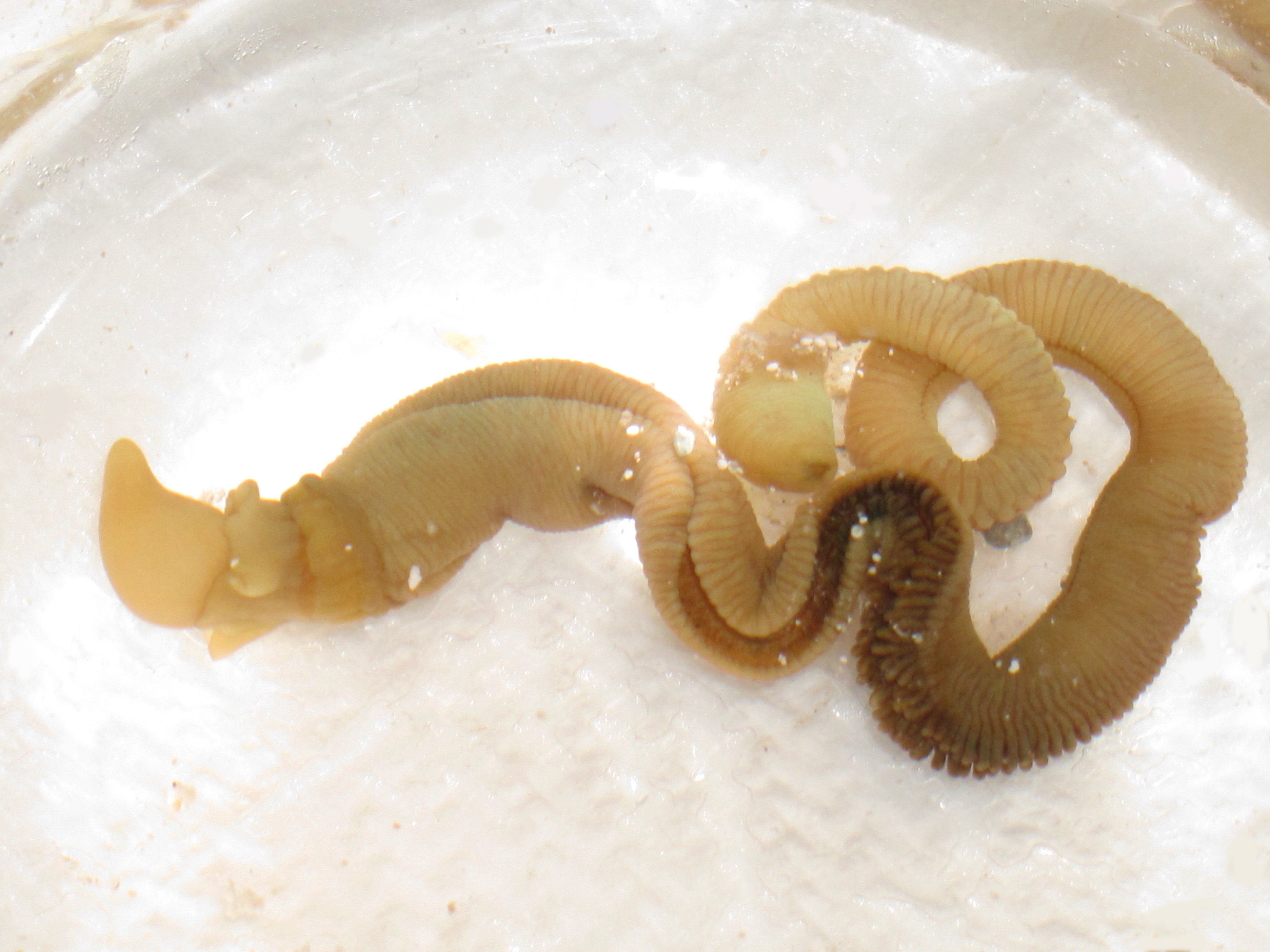 Un gusano bellota intacto y vivo. La cabeza está en el extremo izquierdo, y el gusano se cortará por el centro. Imagen: Shawn Luttrell. Fuente: Universidad de Washington.