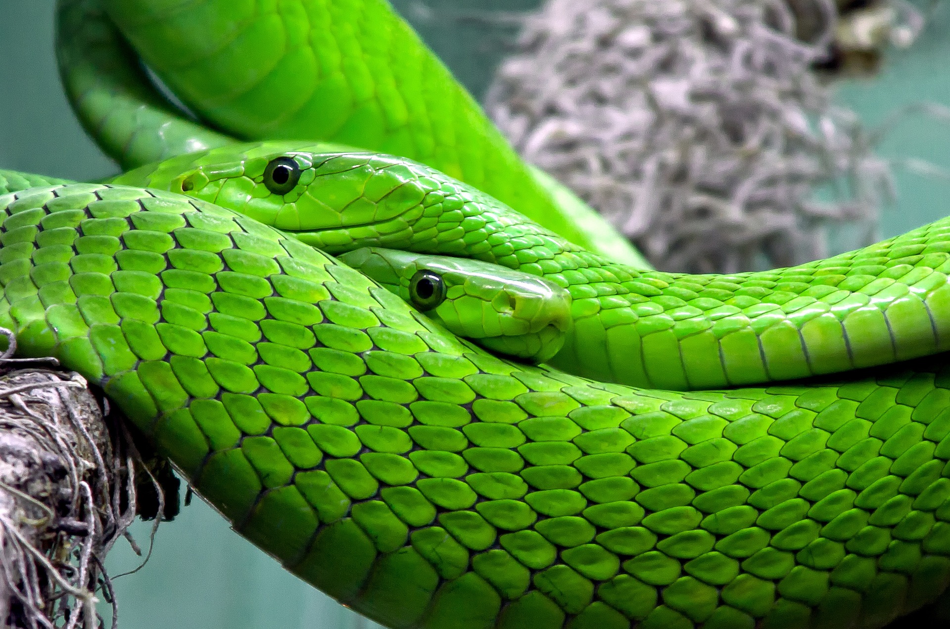 Serpiente mamba verde. Foto: Rabe