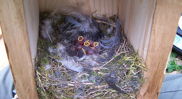Polluelos de dos días de edad en el interior del nido. Imagen: Carolina Remacha. Fuente: UCM.