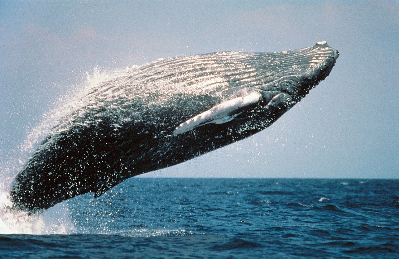 Salto acrobático de la ballena jorobada. Foto: Skeeze