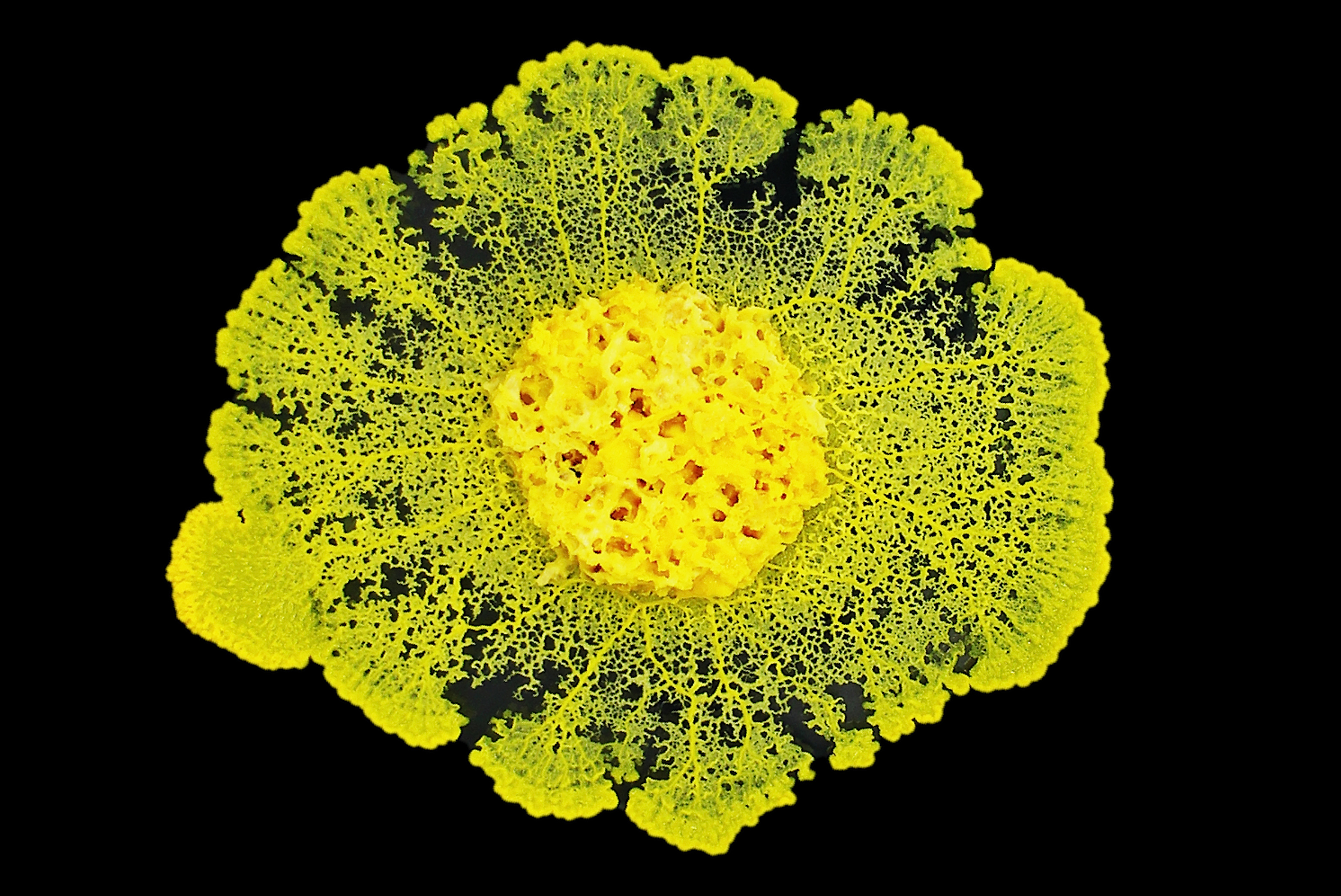 Physarum polycephalum de unos 10 centímetros de diámetro, compuesto de una única célula. / Audrey Dussutour (CNRS)