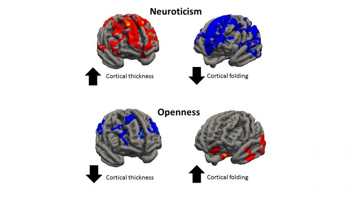 Variaciones cerebrales en casos de nerviosismo y apertura mental.  Luca Passamonti.
