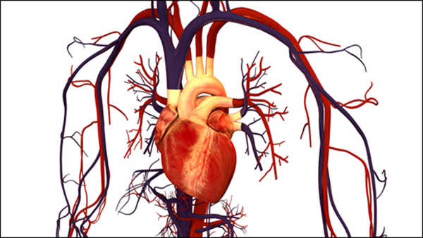 Ilustración del sistema circulatorio humano. Imagen: Bryan Brandenburg. Fuente: UCM.