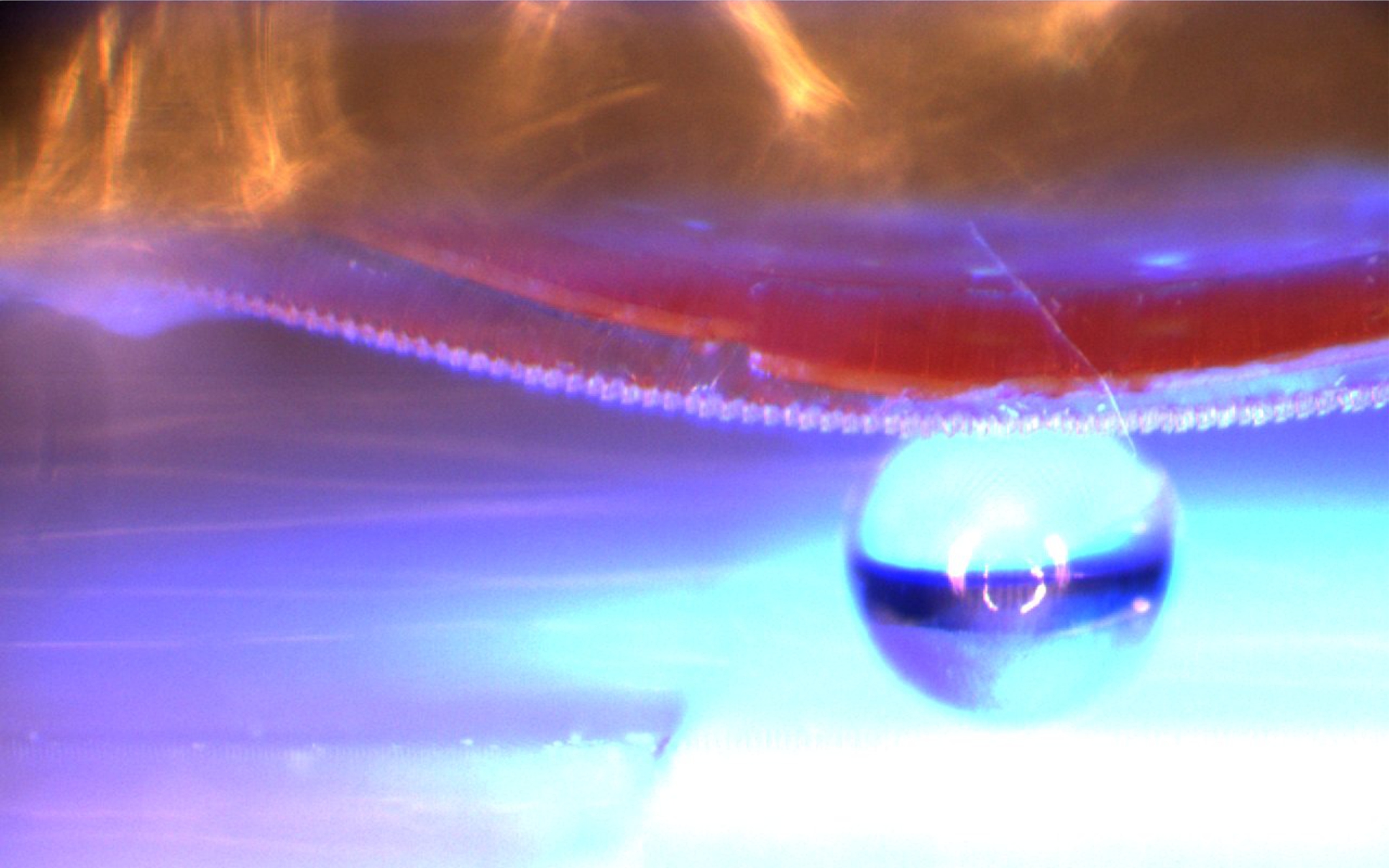 Cuando se ilumina con luz ultravioleta, el material inteligente con la superficie adhesiva se dobla. De esta manera puede levantar, transportar y colocar objetos planos y tridimensionales (aquí, una esfera de cristal de 1 milímetro de diámetro). Imagen: Emre Kizilkan. Fuente: Universidad de Kiel.