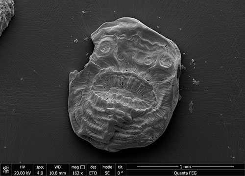 Las fotografías de los fósiles muestran los niveles de conservación espectacularmente detallados que han permitido a los investigadores identificar y estudiar a la criatura. Imagen: Jian Han. Fuente: St John’s College University of Cambridge.