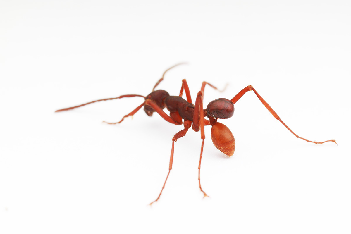 Hormiga llevando el escarabajo sobre sus espaldas. Foto: D. Kronauer