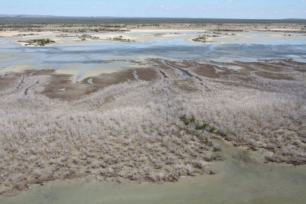 Manglar del Golfo de Carpentaria. Foto: JCU