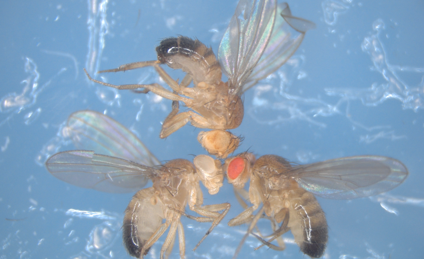 Las tres Drosophilas del experimento, con ojos de diferentes colores. Foto: © Filippo Ciabrelli. CNRS