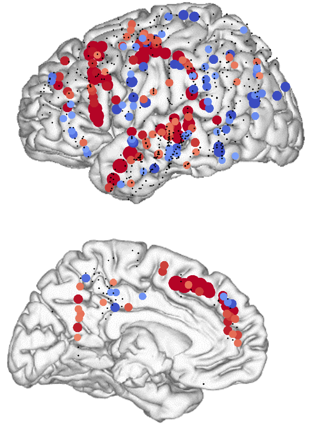 Regiones del hemisferio izquierdo en el que la actividad crece y disminuye según el número de palabras que deben ser integradas en un sintagma. Cada punto rojo representa un electrodo donde el efecto es significativo. © Nelson, et al.