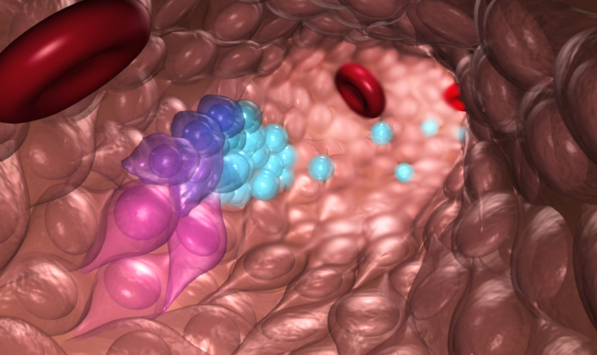 Las células madre y progenitoras de sangre emergen de células endoteliales hemogénicas durante el desarrollo embrionario normal. Las células azules (izquierda) emergen de las células progenitoras y hematapoyéticas emergentes. / O'Reilly Science Art