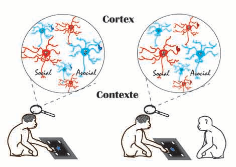 Activación de las diferentes neuronas, sociales y asociales, según la tarea se realiza solo o acompañado. © M.Demolliens. CNRS