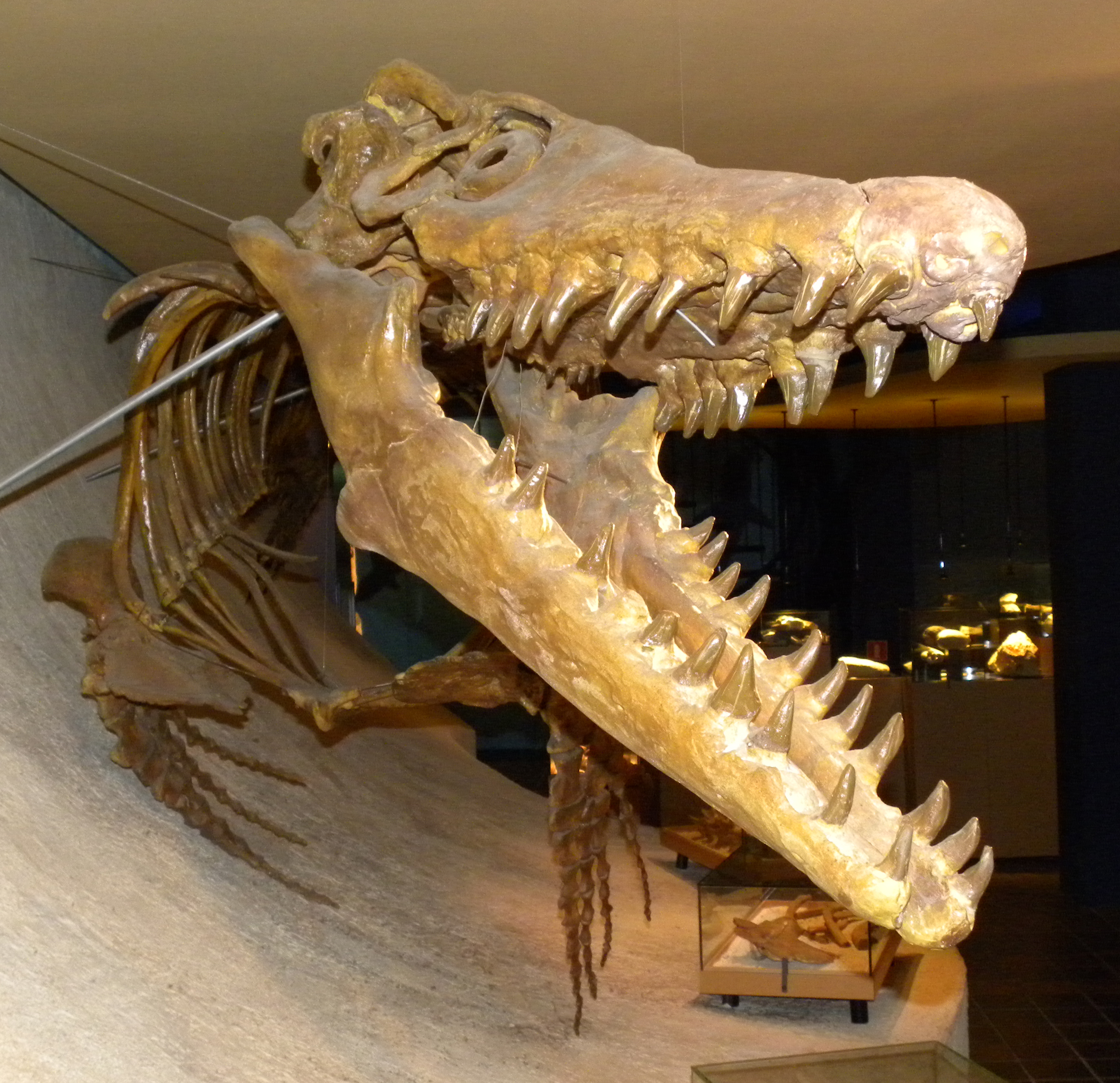 Esqueleto de Mosasaurus. Maastricht Natural History Museum, The Netherlands.