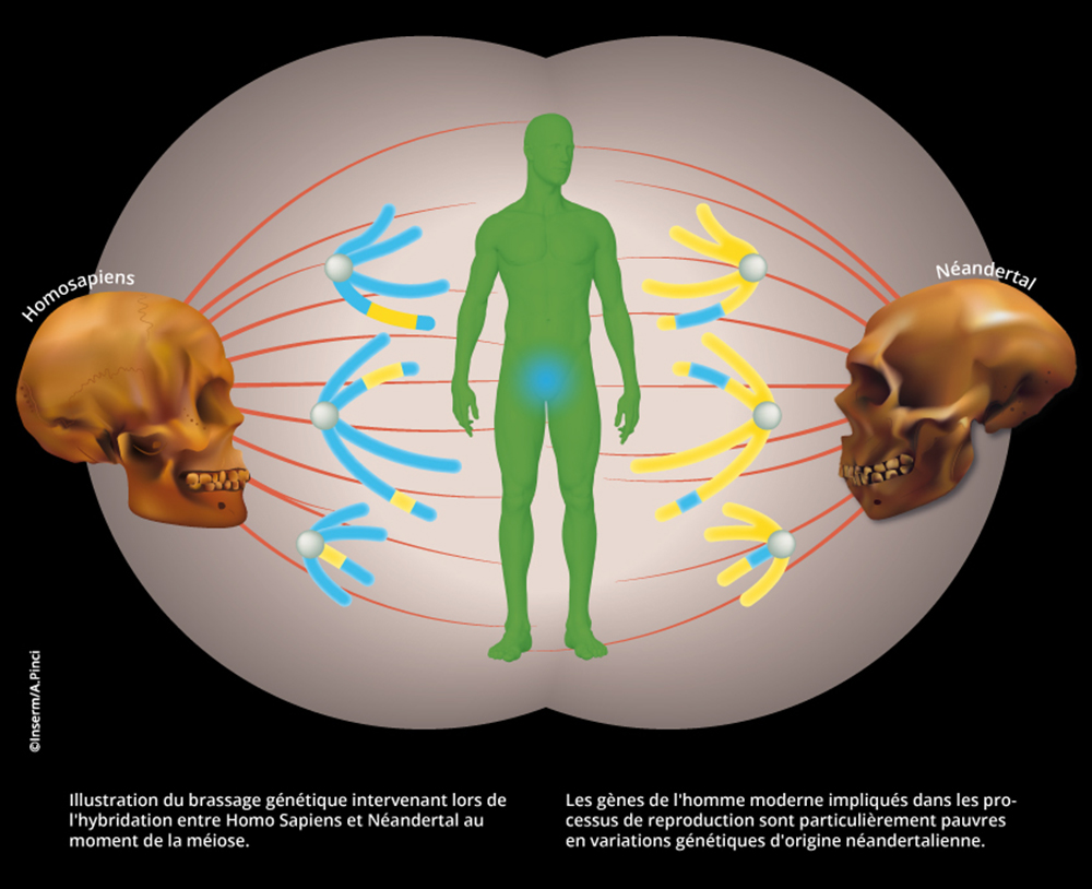 Ilustración de la mezcla genética entre neandertales y humanos  modernos. INSERM, A. Pinci.