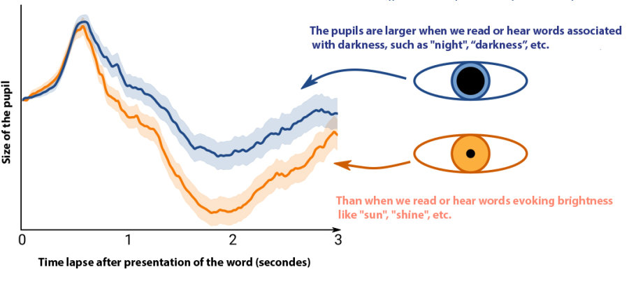 Ante una palabra, las pupilas comienzan a dilatarse (0 – 0.5 s) tras la activación general del cerebro. Cuando esta activación inicial ha concluido, las pupilas se contraen (0.5 – 2 s). El tamaño de la pupila también está determinado por la luminosidad evocada por las palabras: disminuye (1 – 3 s) cuando evocamos una palabra relacionada con la oscuridad. Credit: © Sebastiaan Mathot, University of Groningen.