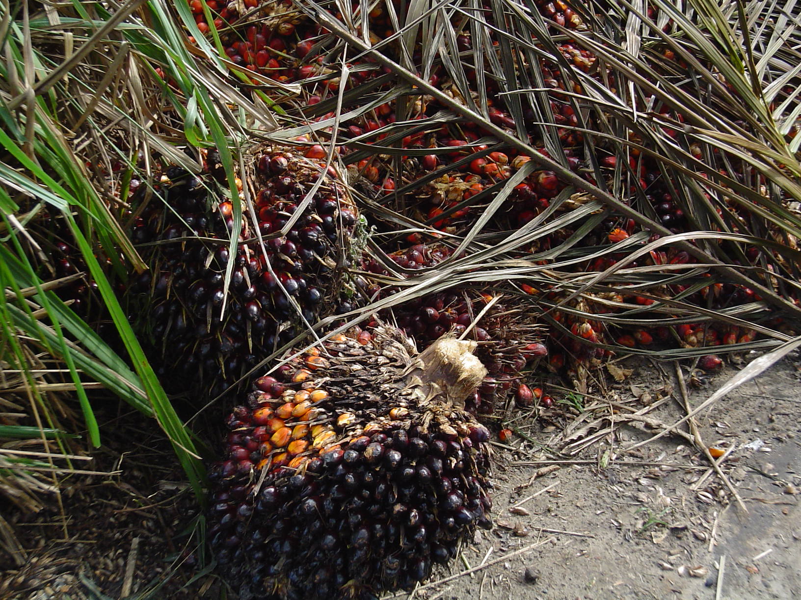 Fruto de la palmara del aceite. Foto:Maksim