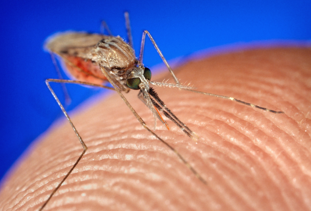 El mosquito Anopheles gambiae. Foto: Jim Gathany-CDC.