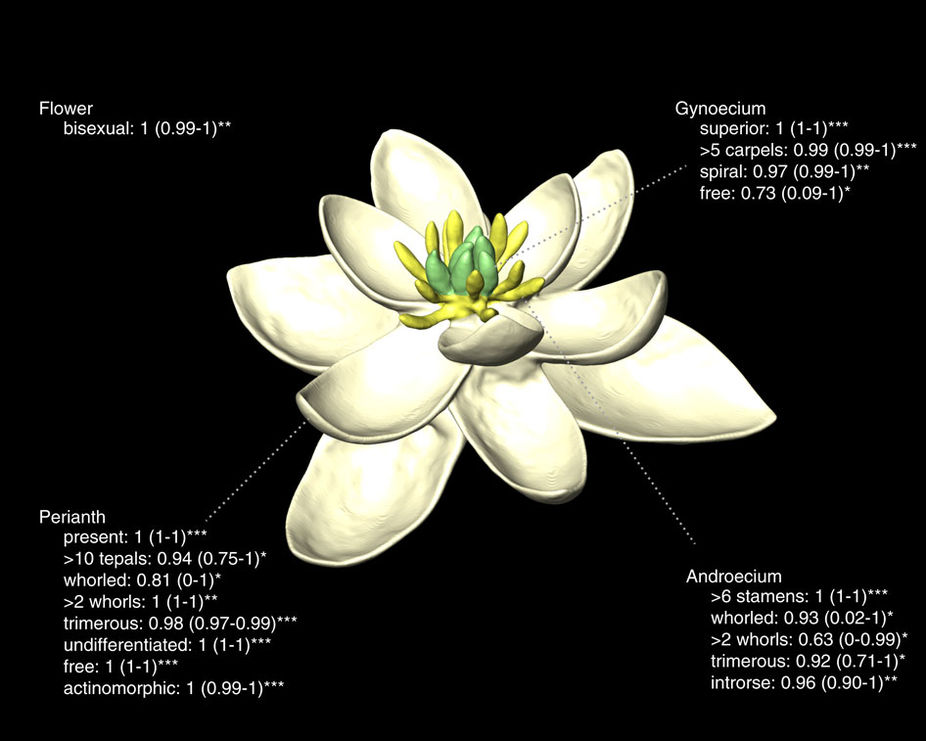 La primera flor del planeta era hermafrodita