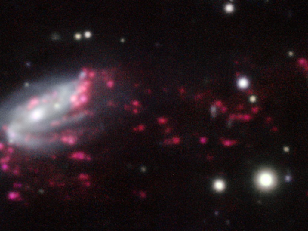 Esta imagen de una de las galaxias, llamada JW206, muestra cómo la materia se extiende fuera de la galaxia en largos tentáculos. El color rojo muestra el resplandor del gas de hidrógeno ionizado, el verde el oxígeno ionizado y las regiones más blancas son donde se encuentran la mayoría de las estrellas de la galaxia. Crédito: ESO/GASP collaboration