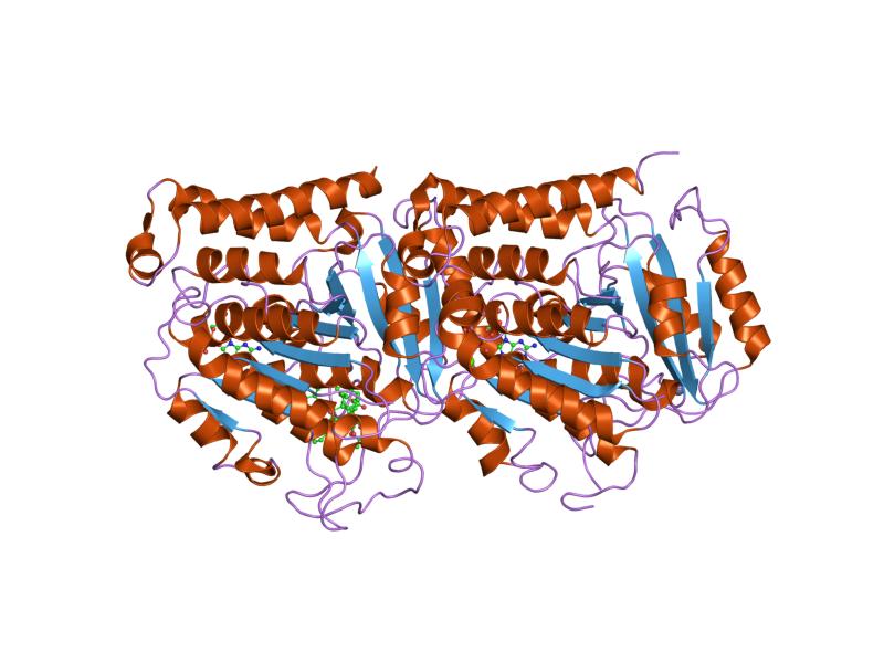Subunidad alfa de la tubulina, componente de los microtúbulos. Fuente: Wikipedia.
