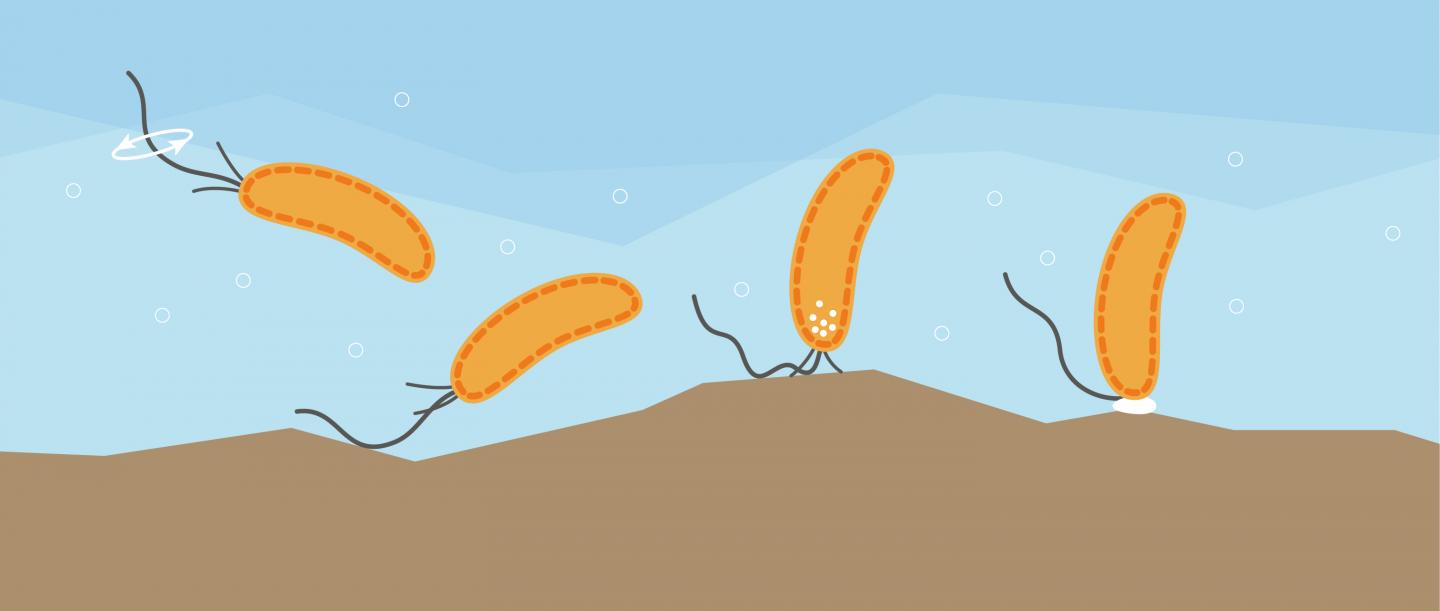 Ilustración de cómo las bacterias utilizan sus flagelos para reconocer la superficie que pretenden colonizar y desencadenar los mecanismos que propagan la infección. Fuente: University of Basel, Biozentrum