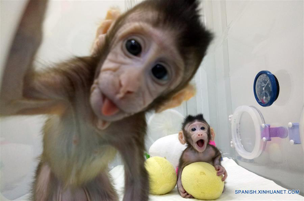 Los dos monos clonados. Foto: Academia de Ciencias de China (ACCh)/Xinhua.