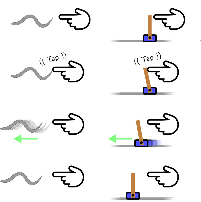En la vida real, el gusano reacciona al tacto y el mismo circuito neuronal es capaz de realizar tareas específicas en un ordenador. Technische Universität Wien.