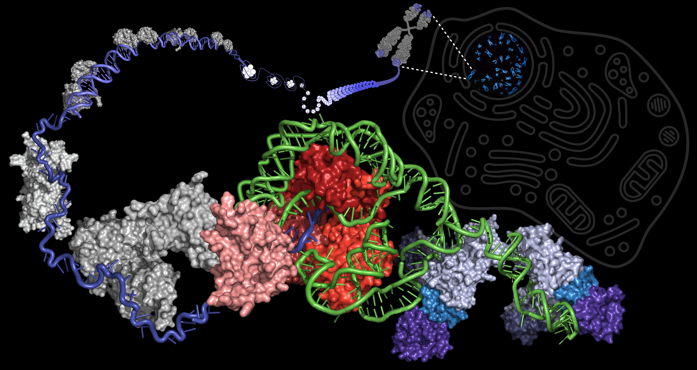 Esta imagen representa la enzima telomerasa y los telómeros relativos a un cromosoma. Credit: Arizona State University.
