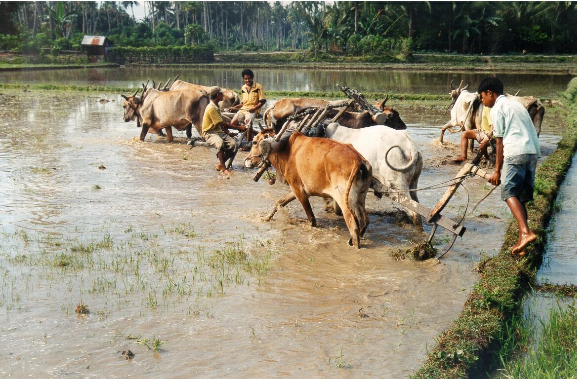¿Qué tipo de agricultura se necesita para la seguridad alimentaria sostenible? Cultivo de arroz en Indonesia. Foto: Stefan Schwarze, Universidad de Göttingen.