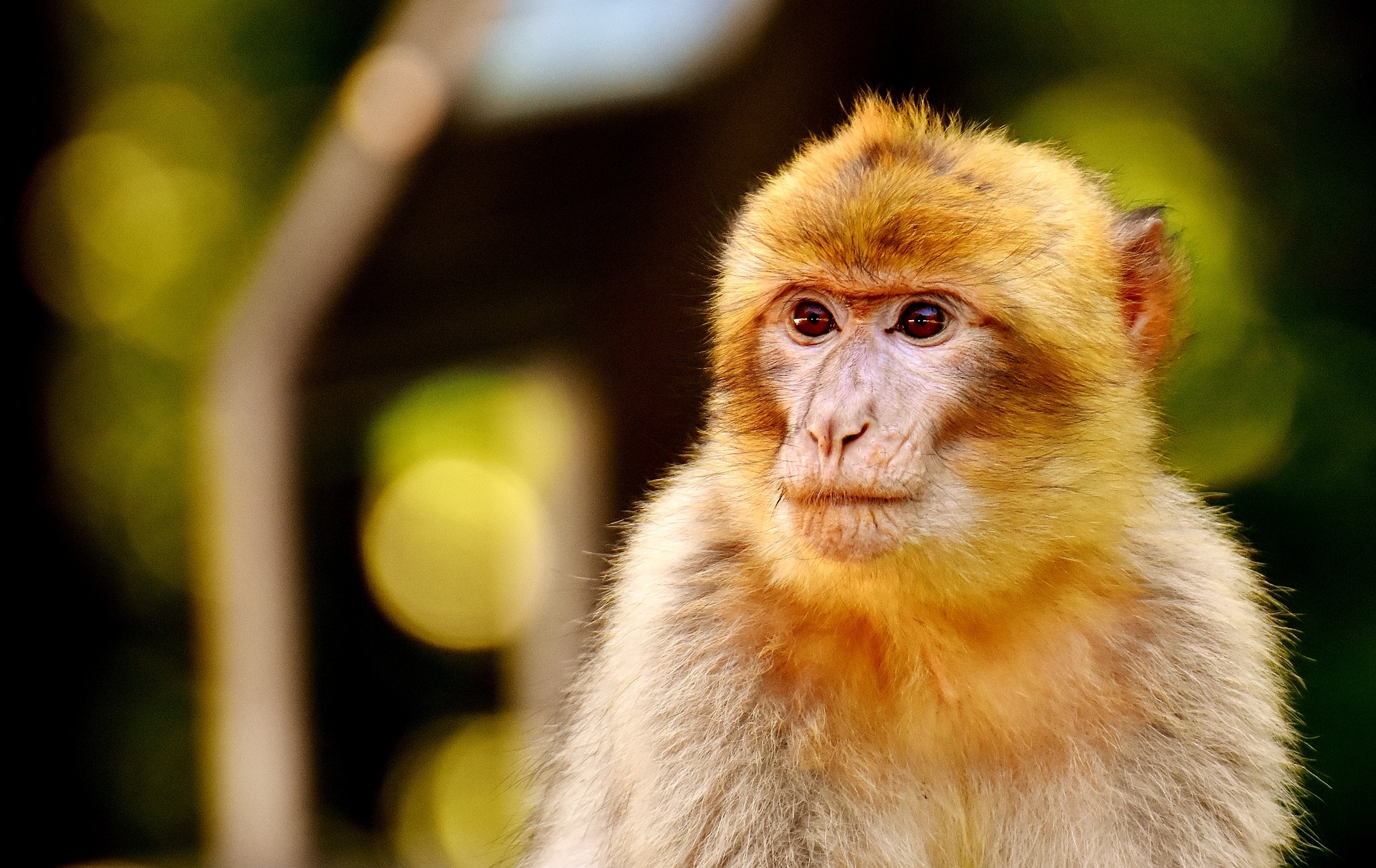 Para el estudio se utilizó un modelo informático del cerebro de los macacos. Imagen: Alexas_Fotos. Fuente: Pixabay.