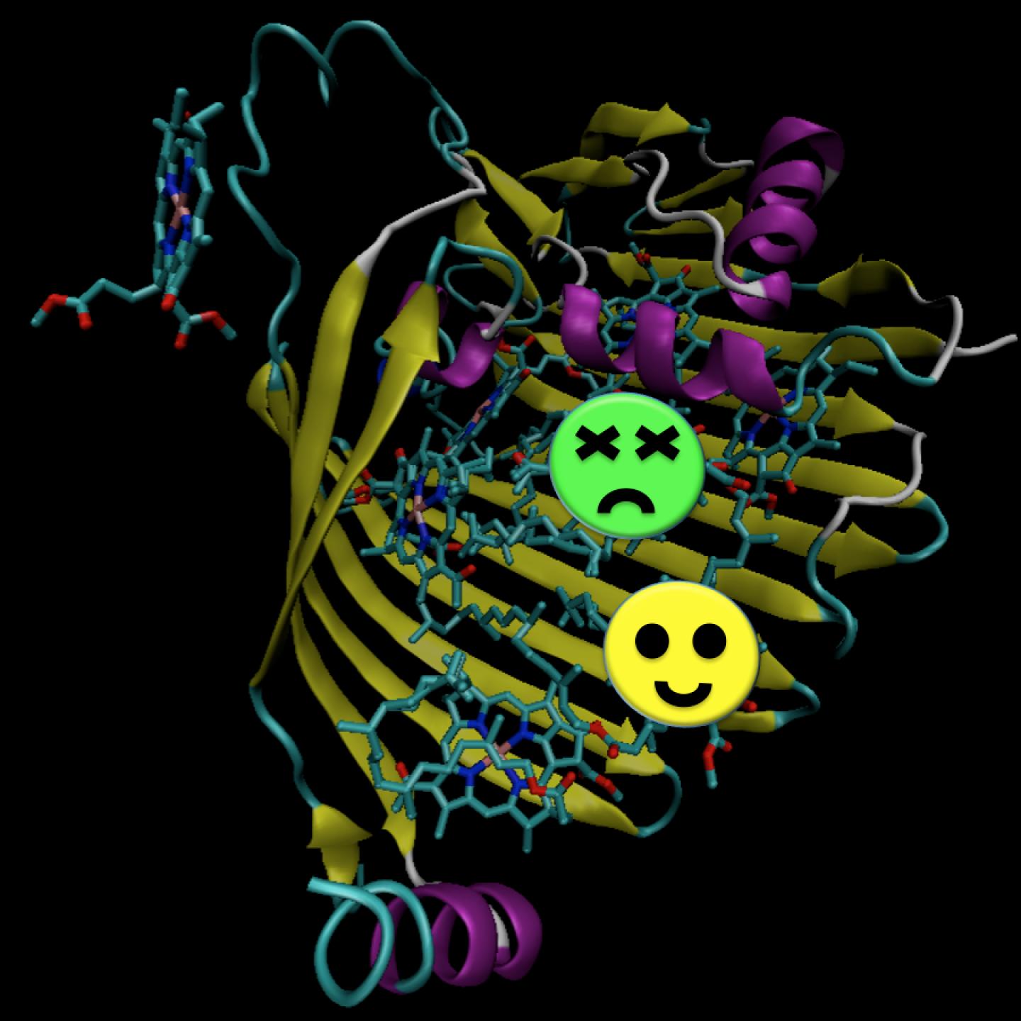 La figura muestra el complejo fotosintético de bacterias de azufre verde que capturan la luz. Los círculos verde y amarillo resaltan las dos moléculas excitadas simultáneamente. Imagen: Thomas la Cour Jansen / Universidad de Groningen.