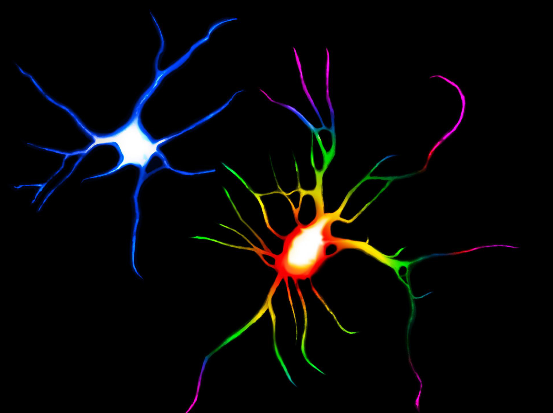 Las drogas psicodélicas podrían ayudar a "reconectar" el cerebro para tratar la depresión y otros trastornos. En esta imagen de falso color, la celda de color arco iris fue tratada con LSD en comparación con una celda de control en azul. Ilustración de Calvin y Joanne Ly, UC Davis.