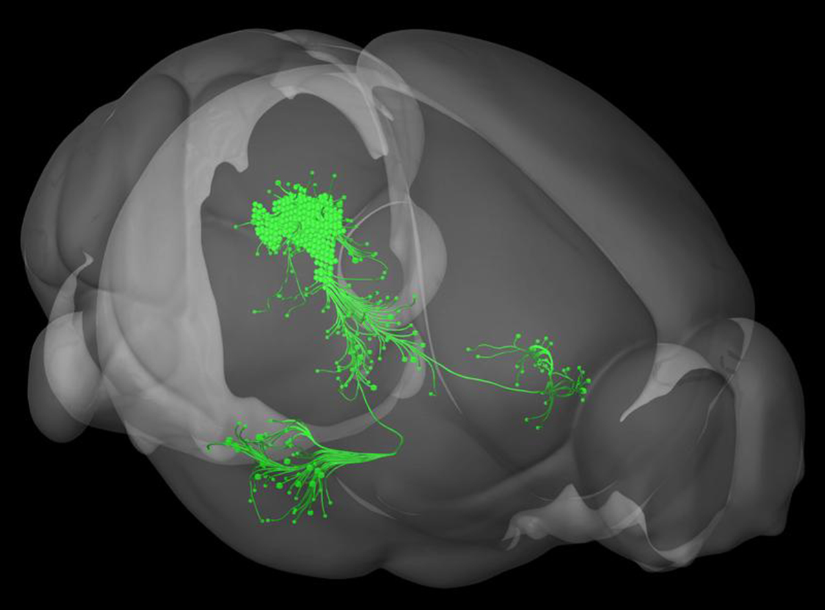 Un grupo de neuronas dopaminérgicas en la sustancia gris central detecta eventos desagradables  e instruye a la amígdala para almacenar estas experiencias en la memoria del miedo. Allen Institute for Brain Science.