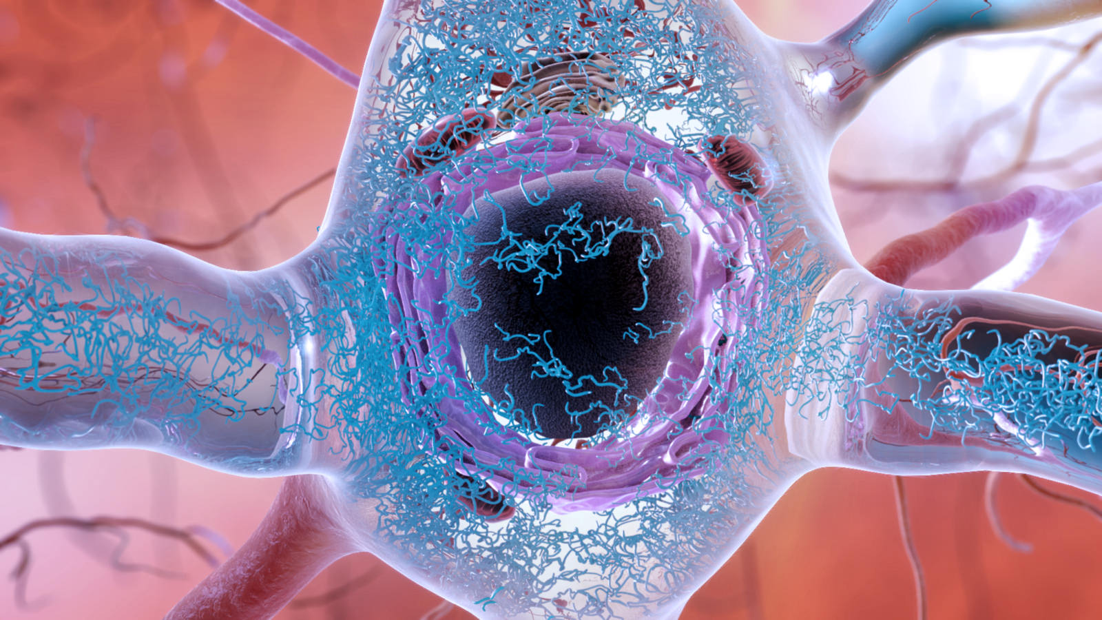 Las acumulaciones anormales de una proteína llamada tau (en azul en la imagen) pueden acumularse dentro de las neuronas, formando hilos enredados y, finalmente, dañando la conexión sináptica entre las neuronas. Imagen: National Institute on Aging.